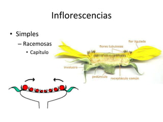 Inflorescencias Simples Racemosas Capítulo