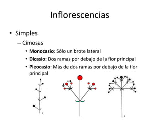 Inflorescencias Simples Cimosas Monocasio : Sólo un brote lateral Dicasio : Dos ramas por debajo de la flor principal Pleocasio : Más de dos ramas por debajo de la flor principal