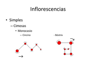Inflorescencias Simples Cimosas Monocasio Cincino - Bóstrix