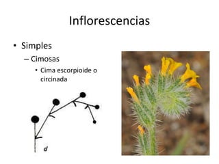Inflorescencias Simples Cimosas Cima escorpioide o circinada