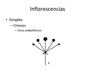 Inflorescencias Simples Cimosas Cima umbeliforme