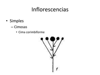 Inflorescencias Simples Cimosas Cima corimbiforme