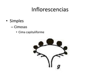 Inflorescencias Simples Cimosas Cima capituliforme