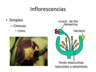 Inflorescencias Simples Cimosas Ciatio