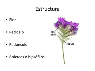 Estructura Flor Pedicelo Pedúnculo Brácteas o hipsófilos
