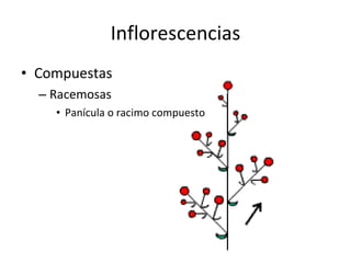 Inflorescencias Compuestas Racemosas Panícula o racimo compuesto