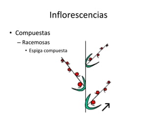 Inflorescencias Compuestas Racemosas Espiga compuesta