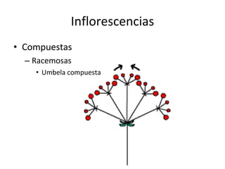 Inflorescencias Compuestas Racemosas Umbela compuesta
