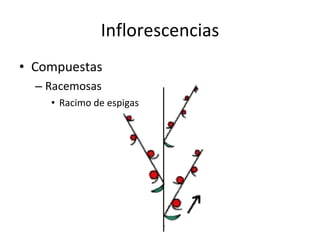 Inflorescencias Compuestas Racemosas Racimo de espigas