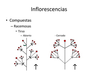 Inflorescencias Compuestas Racemosas Tirso Abierto - Cerrado