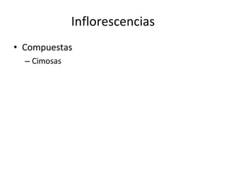 Inflorescencias Compuestas Cimosas