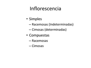 Inflorescencia Simples Racemosas (Indeterminadas) Cimosas (determinadas) Compuestas Racemosas Cimosas