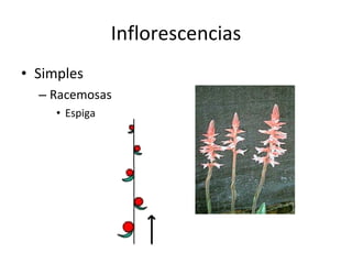 Inflorescencias Simples Racemosas Espiga