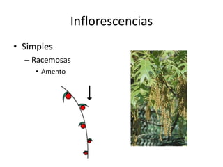 Inflorescencias Simples Racemosas Amento