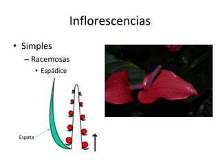 Inflorescencias Simples Racemosas Espádice Espata