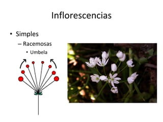 Inflorescencias Simples Racemosas Umbela