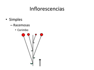 Inflorescencias Simples Racemosas Corimbo