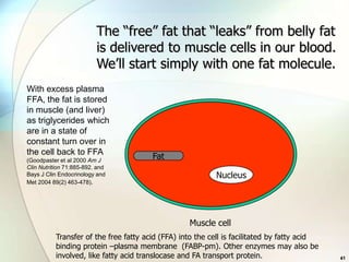 The “free” fat that “leaks” from belly fat
                          is delivered to muscle cells in our blood.
                          We’ll start simply with one fat molecule.
With excess plasma
FFA, the fat is stored
in muscle (and liver)
as triglycerides which
are in a state of
constant turn over in
the cell back to FFA
(Goodpaster et al 2000 Am J
                                        Fat
Clin Nutrition 71:885-892. and
Bays J Clin Endocrinology and                              Nucleus
Met 2004 89(2) 463-478).




                                                   Muscle cell
           Transfer of the free fatty acid (FFA) into the cell is facilitated by fatty acid
           binding protein –plasma membrane (FABP-pm). Other enzymes may also be
           involved, like fatty acid translocase and FA transport protein.                    41
 