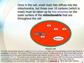Once in the cell, small chain fats diffuse into the
                       mitochondria, but those over 10 carbons (which is
                       most) must be taken up by two enzymes on the
                       outer surface of the mitochondria that are
                       throughout the cell

                                                                 M
                                                                           M           M

                                                    Fat
                                                          M
                                                                           Nucleus



                                                              Muscle cell
The first mitochondrial enzyme is called Acyl-CoA synthetase (or fatty acyl-CoA synthetase) and it’s also found on
endoplasmic reticulum. The product of FFA and acyl-CoA synthase is fatty acyl-Co-A. This is then taken up by a
second enzyme on the outer mitochondrial surface that requires carnitine to work. It’s called Carnitine Palmitoyl
Transferase (CPT-1). The result is acyl-carnitine, which a second CPT enzyme (CPT-2) in the inner mitochondrial
membrane converts back to acyl-CoA, recovering the carnitine. The fatty acyl –coA is now inside the
mitochondria and can proceed to Beta oxidation. The reaction is at Appendix 1. More information follows...
                                                                                                                42
 