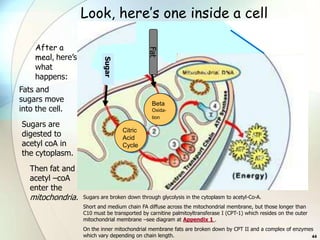 Look, here’s one inside a cell

     After a




                                               Fat
     meal, here’s




                            Sugar
     what
     happens:
Fats and
sugars move                                     Beta
into the cell.                                  Oxida-
                                                tion
Sugars are
                                    Citric
digested to                         Acid
acetyl coA in                       Cycle
the cytoplasm.
   Then fat and
   acetyl –coA
   enter the
   mitochondria.    Sugars are broken down through glycolysis in the cytoplasm to acetyl-Co-A.
                    Short and medium chain FA diffuse across the mitochondrial membrane, but those longer than
                    C10 must be transported by carnitine palmitoyltransferase I (CPT-1) which resides on the outer
                    mitochondrial membrane –see diagram at Appendix 1 .
                    On the inner mitochondrial membrane fats are broken down by CPT II and a complex of enzymes
                    which vary depending on chain length.                                                     44
 