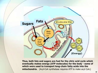 Fats
Sugars

                       Beta
                       Oxida-
                       tion

              Citric
              Acid
              Cycle




Thus, both fats and sugars are fuel for the citric acid cycle which
eventually makes energy (ATP molecules) for the body - some of
which were used to transport long-chain fatty acids into the
mitochondria. (Acyl-CoA synthetase requires ATP to make acyl CoA.)
                                                                      46
 