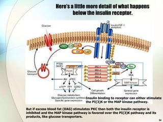 Here’s a little more detail of what happens
                          below the insulin receptor.




                                    Insulin binding to receptor can either stimulate
                                    the PI(3)K or the MAP kinase pathway.

But if excess blood fat (DAG) stimulates PKC then both the insulin receptor is
inhibited and the MAP kinase pathway is favored over the PI(3)K pathway and its
products, like glucose transporters.
                                                                                  54
 