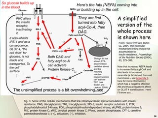 So glucose builds up
                                                            Here’s the fats (NEFA) coming into
in the blood.
                                                            or building up in the cell.

         PKC alters                                          They are first                   A simplified
                                                                                              version of the
         the insulin                                         turned into fatty
         receptor,
                                                             acyl-Co-A, then
         inactivating
         it.                                                 DAG.                             whole process
    It also inhibits                                                                          is shown here
    IRS-1 and as a                                                                              From: Hulver MW and Dohm
    consequence,                                                                                GL, 2004. The molecular
    GLUT 4, “the                                                                                mechanism linking muscle fat
                                                                                                accumulation to
    cell door” for                                                                              insulin resistance. Proceedings
    glucose, is not                Both DAG and                                                 of the Nutrition Society (2004),
                                                                          Though it’s not
    made and                       fatty acyl co-A                        shown, FFA            63, 375–380.
    transported. To                can activate
                                                                          also increase
                                                                          oxidative stress    Note that increased NEFA leads
    the cell
    surface.
                                   Protein Kinase C.                      and the             to increased fatty acyl-CoA and
                                                                          resulting           also leads to increased
                                                                          reactive            ceramide (a fat derived from cell
                                                                          oxygen species
                                                                                              membrane – see Appendix 6
                                                                          can activate
                                                                          PKC (see
                                                                                              here for more information.)
                                                                          Boden and           which has a negative effect on
                                                                          Laakso, 2004)       Akt and thus a negatiove affect
       The unsimplified process is a bit overwhelming..see                                    on GLUT 4 translocation. Here’
                                                                                              I’ll show you…


               Fig. 3. Some of the cellular mechanisms that link intramyocellular lipid accumulation with insulin
               resistance. DAG, diacylglycerols; TAG, triacylglycerols; IRS-1, insulin receptor substrate 1; PI3K,
               phosphatidylinositol 3-kinase; PDK, phosphatidylinositol-dependent kinase; akt/PKB, protein kinase B;
               PKC, protein kinase C; aPKC, atypical protein kinase C; PPase, protein phosphatase; CPT-1, carnitine
               palmitoyltransferase 1; (+), activation; (–), inhibition.
                                                                                                                                   56
 