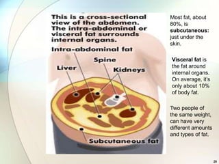 Most fat, about
80%, is
subcutaneous:
just under the
skin.

Visceral fat is
the fat around
internal organs.
On average, it’s
only about 10%
of body fat.

Two people of
the same weight,
can have very
different amounts
and types of fat.



                    29
 