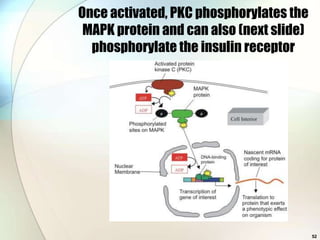 Once activated, PKC phosphorylates the
 MAPK protein and can also (next slide)
  phosphorylate the insulin receptor




                                          52
 