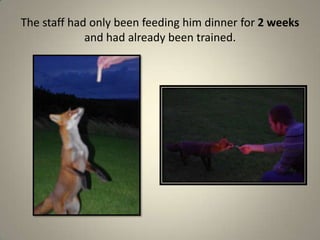 The staff had only been feeding him dinner for 2 weeks and had already been trained.