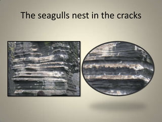 The seagulls nest in the cracks