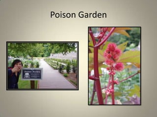 Poison Garden