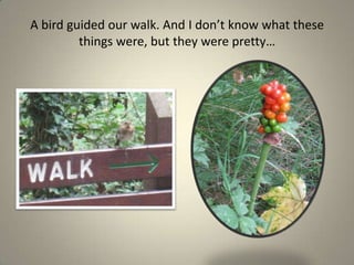 A bird guided our walk. And I don’t know what these things were, but they were pretty…