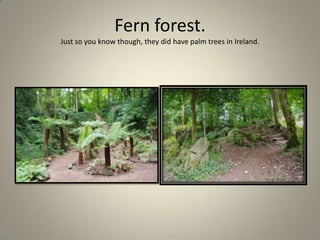 Fern forest. Just so you know though, they did have palm trees in Ireland.