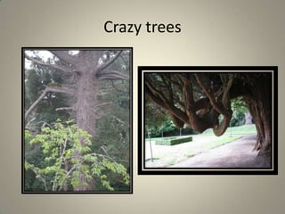 Crazy trees