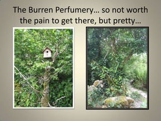 The Burren Perfumery… so not worth the pain to get there, but pretty…