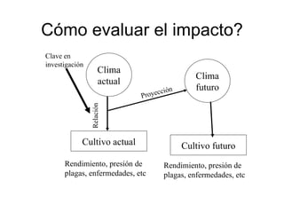 Julian R - Impactos e implicaciones del cambio climatico en la produccion de musaceas de Latinoamerica y el Caribe, Costa Rica Nov 2009