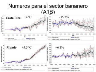 Julian R - Impactos e implicaciones del cambio climatico en la produccion de musaceas de Latinoamerica y el Caribe, Costa Rica Nov 2009