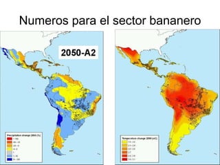 Julian R - Impactos e implicaciones del cambio climatico en la produccion de musaceas de Latinoamerica y el Caribe, Costa Rica Nov 2009