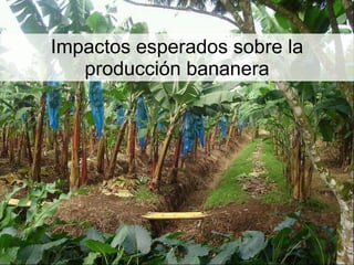 Julian R - Impactos e implicaciones del cambio climatico en la produccion de musaceas de Latinoamerica y el Caribe, Costa Rica Nov 2009