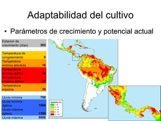 Julian R - Impactos e implicaciones del cambio climatico en la produccion de musaceas de Latinoamerica y el Caribe, Costa Rica Nov 2009