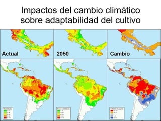 Julian R - Impactos e implicaciones del cambio climatico en la produccion de musaceas de Latinoamerica y el Caribe, Costa Rica Nov 2009