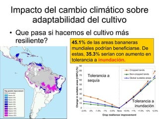 Julian R - Impactos e implicaciones del cambio climatico en la produccion de musaceas de Latinoamerica y el Caribe, Costa Rica Nov 2009