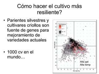 Julian R - Impactos e implicaciones del cambio climatico en la produccion de musaceas de Latinoamerica y el Caribe, Costa Rica Nov 2009