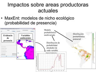Julian R - Impactos e implicaciones del cambio climatico en la produccion de musaceas de Latinoamerica y el Caribe, Costa Rica Nov 2009