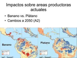 Julian R - Impactos e implicaciones del cambio climatico en la produccion de musaceas de Latinoamerica y el Caribe, Costa Rica Nov 2009
