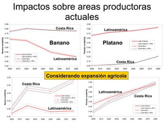 Julian R - Impactos e implicaciones del cambio climatico en la produccion de musaceas de Latinoamerica y el Caribe, Costa Rica Nov 2009