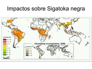 Julian R - Impactos e implicaciones del cambio climatico en la produccion de musaceas de Latinoamerica y el Caribe, Costa Rica Nov 2009