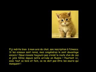 Fiji mérite bien  à mon avis de chat, son inscription à l’Unesco. Si les oiseaux sont rares, mes congénéres le sont davantage encore ! Nous n’avons toujours pas croisé la route d’un de ces si jolis félins depuis notre arrivée en Russie ! Pourtant ici, avec tout ce bois et foin, ce ne doit pas être les souris qui manquent !  