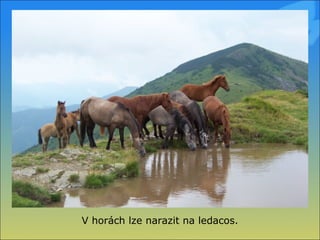 V horách lze narazit na ledacos. 